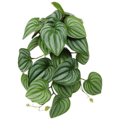 WOLEDOE plantas colgantes con ventosa para terrario, decoración estable y realista.