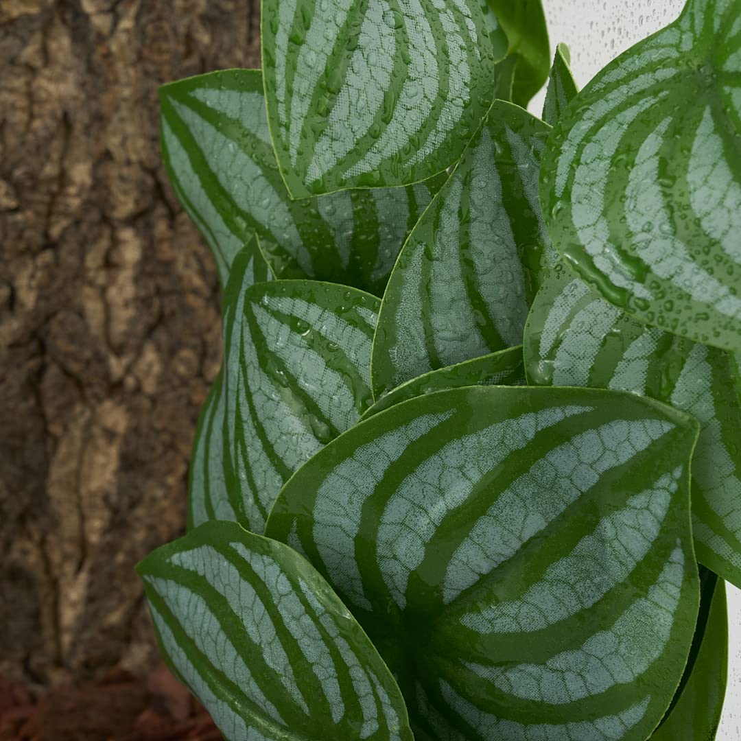 WOLEDOE plantas compatibles con dragón barbudo y otros reptiles.