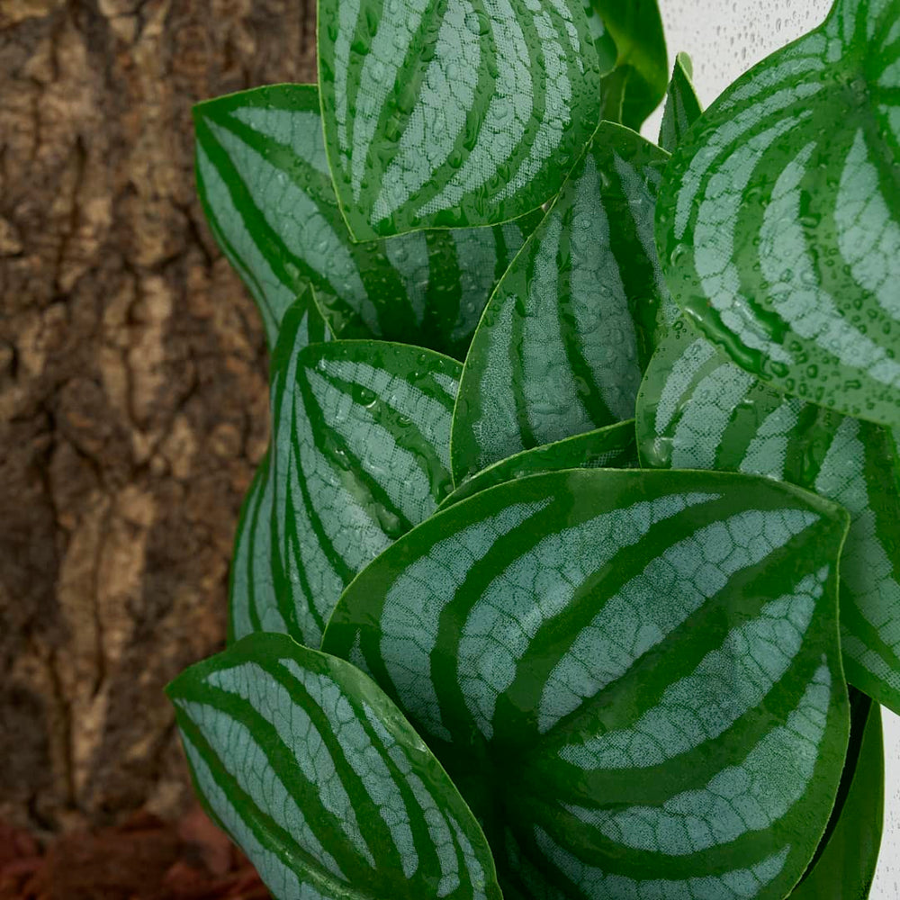 WOLEDOE plantas compatibles con dragón barbudo y otros reptiles.