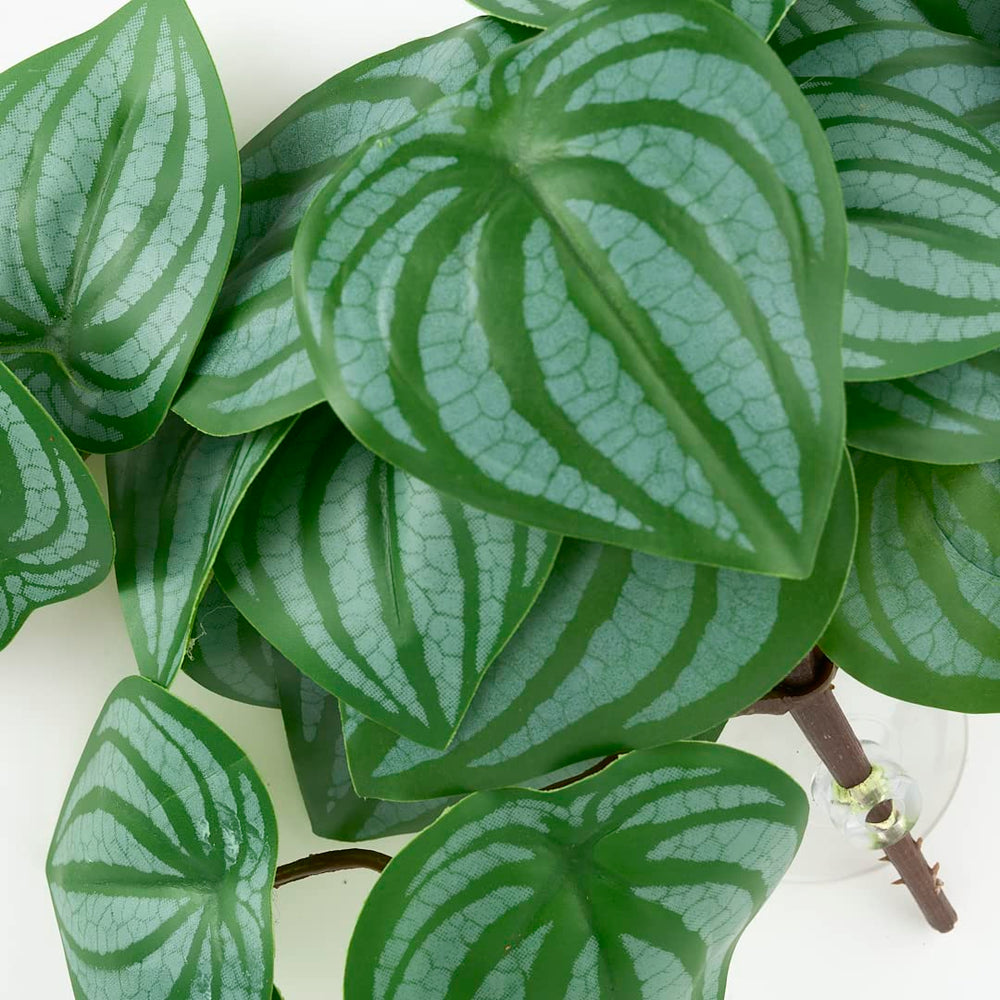 WOLEDOE plantas decorativas para terrario aportan ambiente natural.