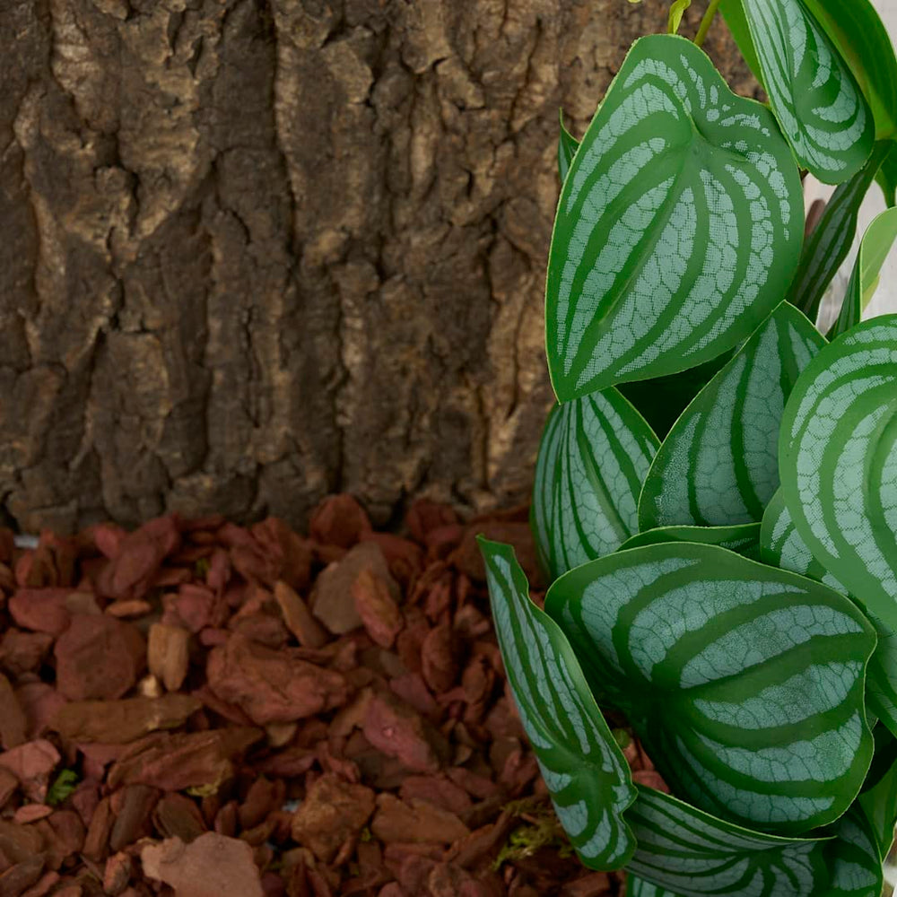 WOLEDOE planta para terrario facilita limpieza y mantenimiento.