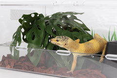 WOLEDOE plantas terrario ofrecen limpieza fácil con paño húmedo