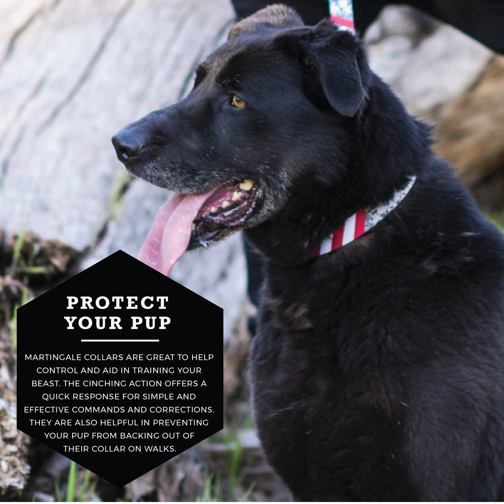 Collar ajustable Wolfgang Martingale para perros de todas las tallas.