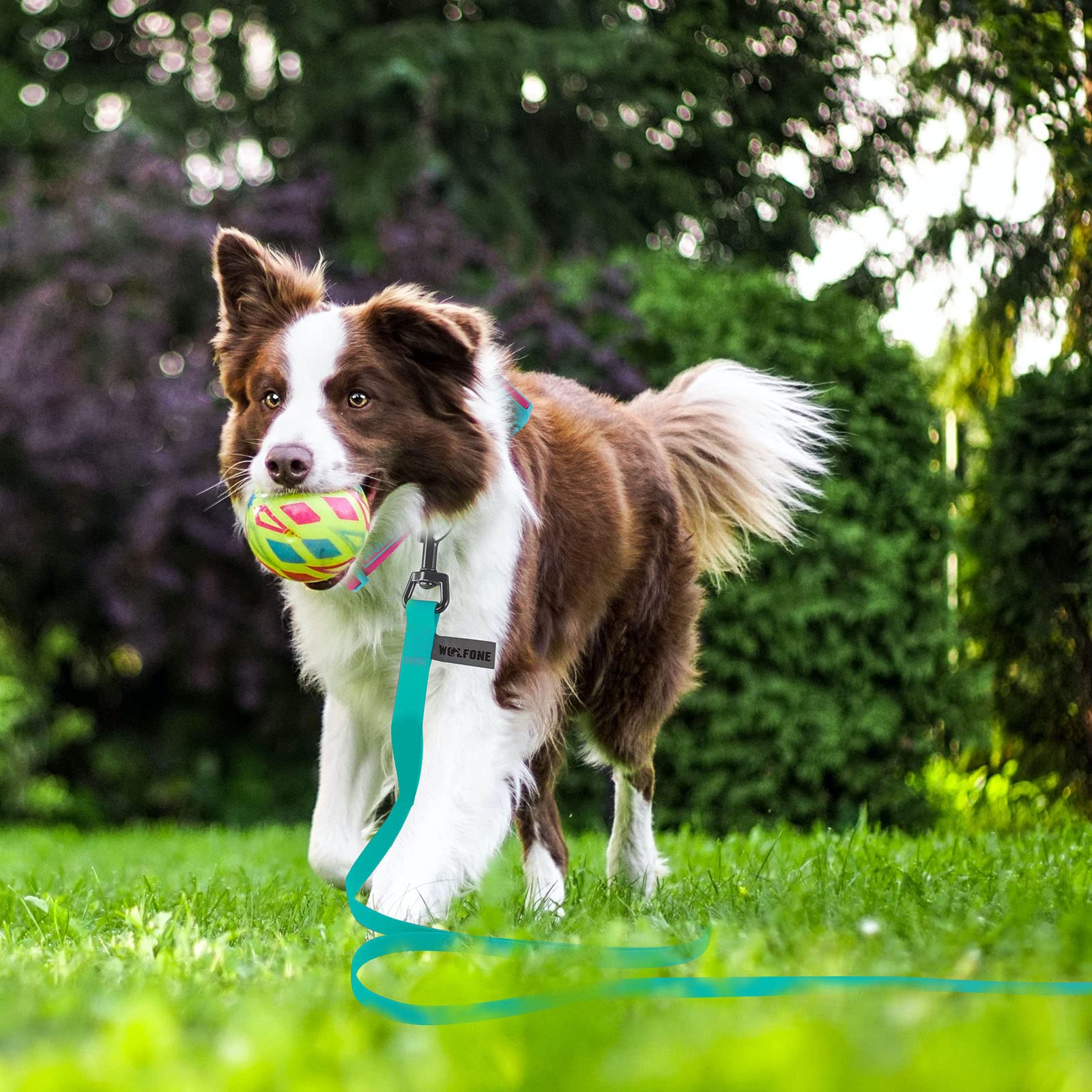Wolfone: perfecto para actividades al exterior como camping, playa y caminatas con tu perro.