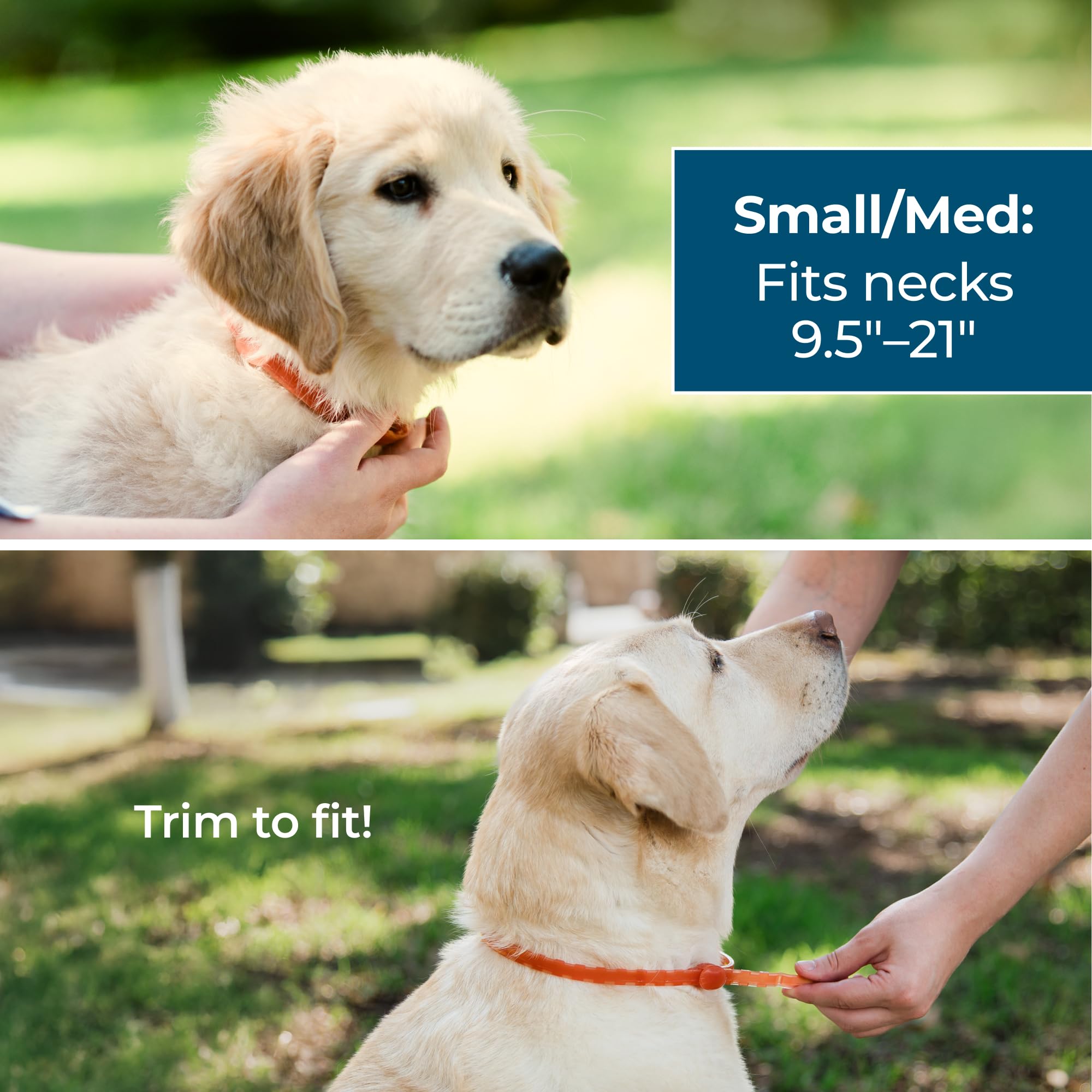 Wondercide collar para perros ofrece protección de hasta cuatro meses