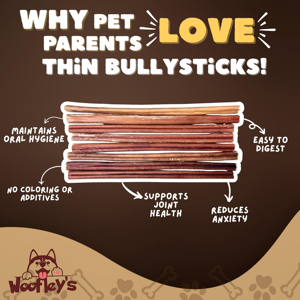 Perro pequeño masticando Woofley's Bully Sticks de 6 pulgadas
