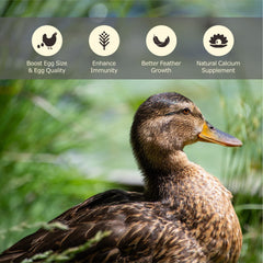 Porción de larvas secas en cuenco para aves.