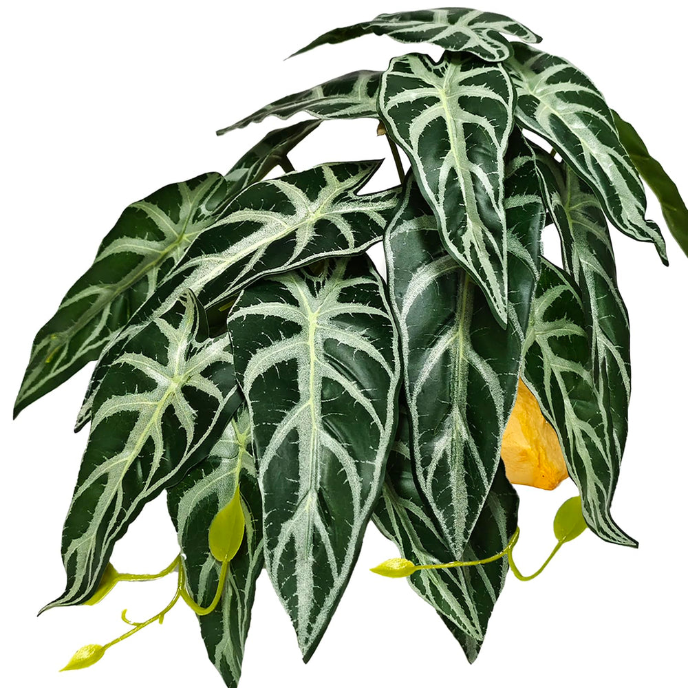 Woyrise Alocasia Negro Terciopelo para terrario, refugio y aspecto natural.