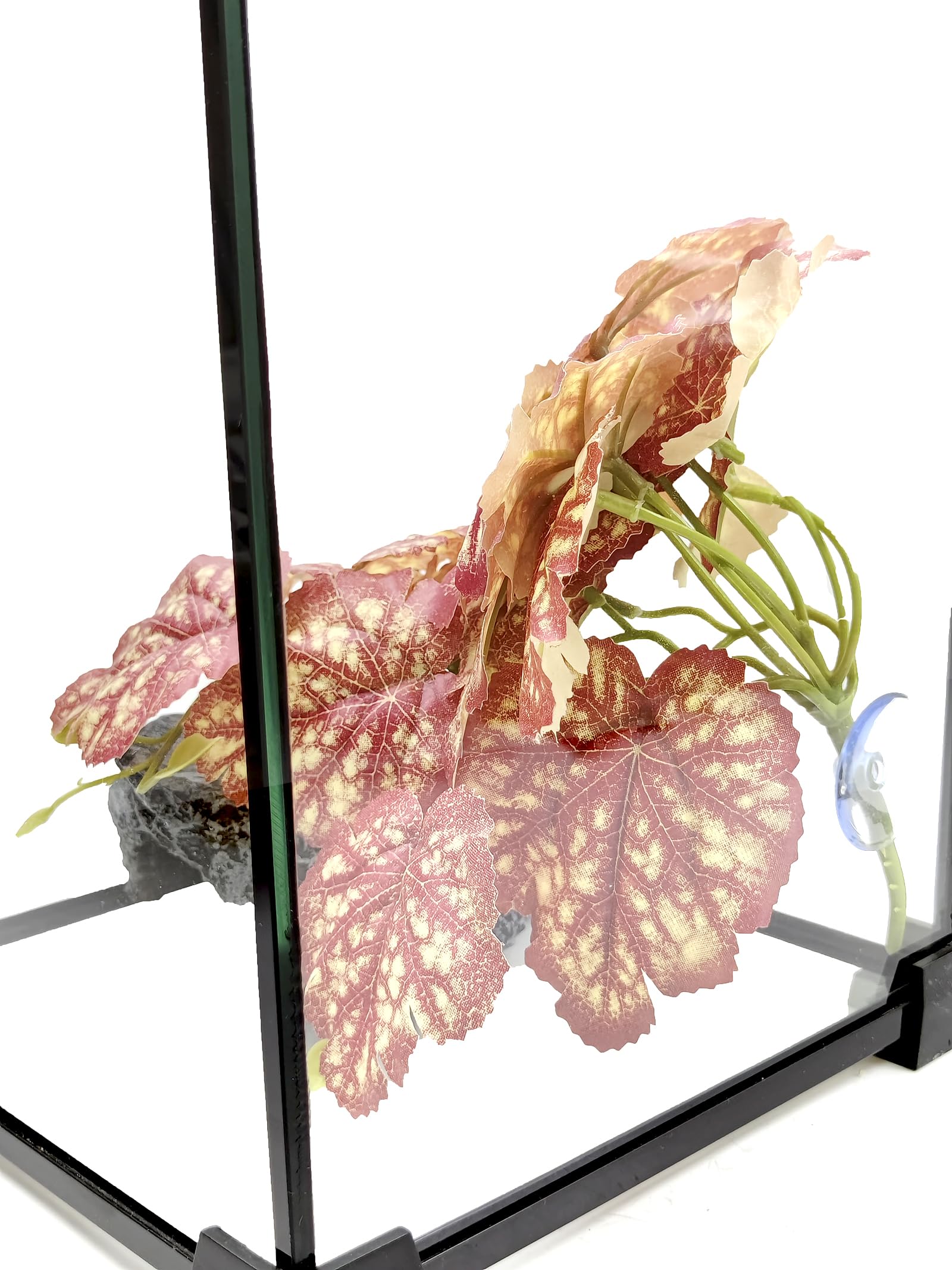 Woyrise Heuchera rosa, ambiente tropical para terrario