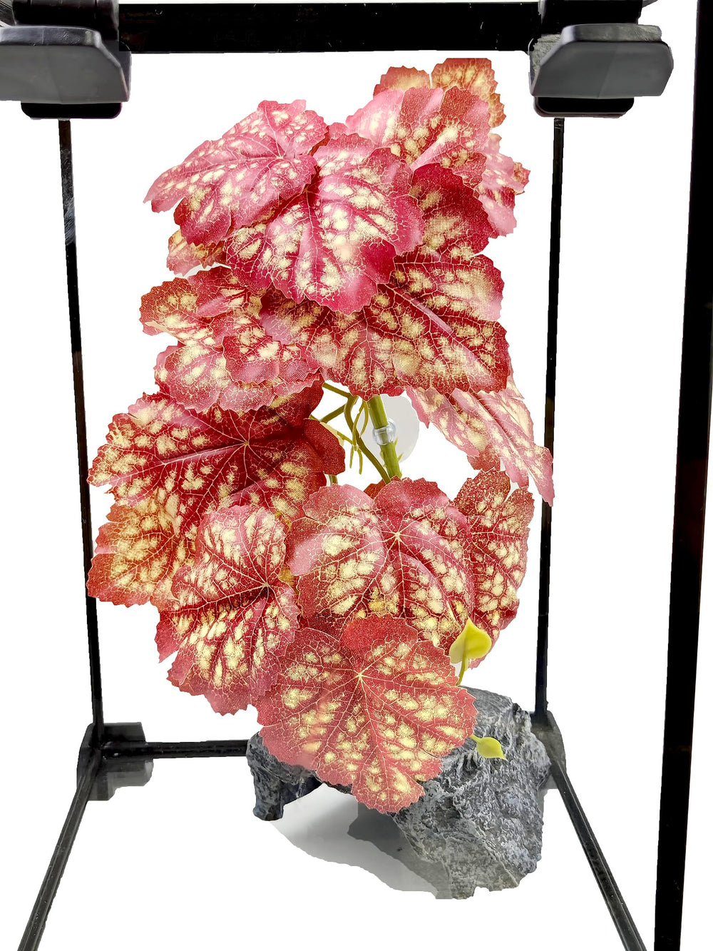 Woyrise Heuchera rosa, hojas vivas para color en terrario