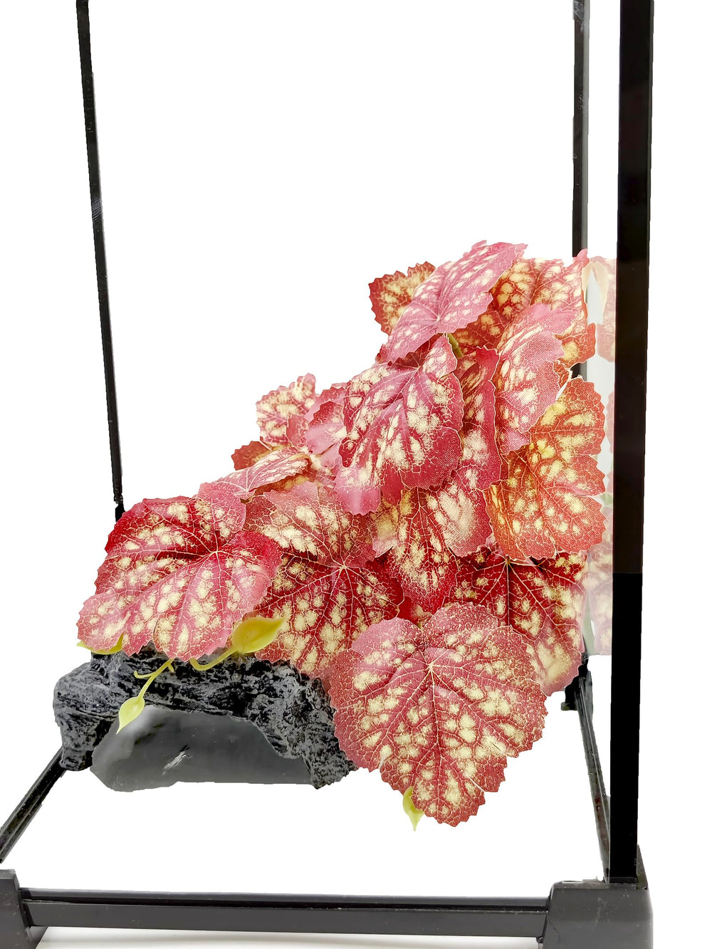 Woyrise Heuchera rosa, ventosas para montaje estable