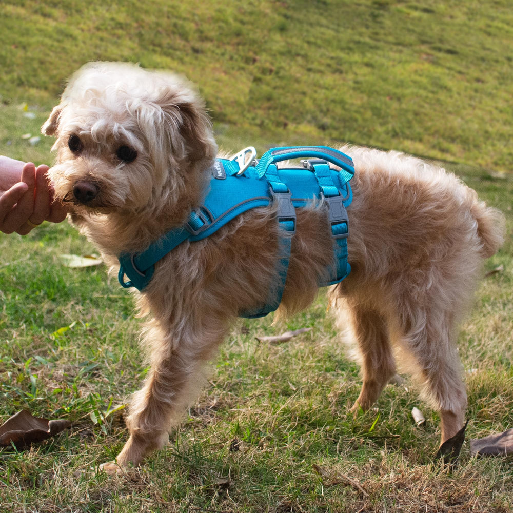 Wuffley arnés ligero y aireado ideal para caminatas diarias.