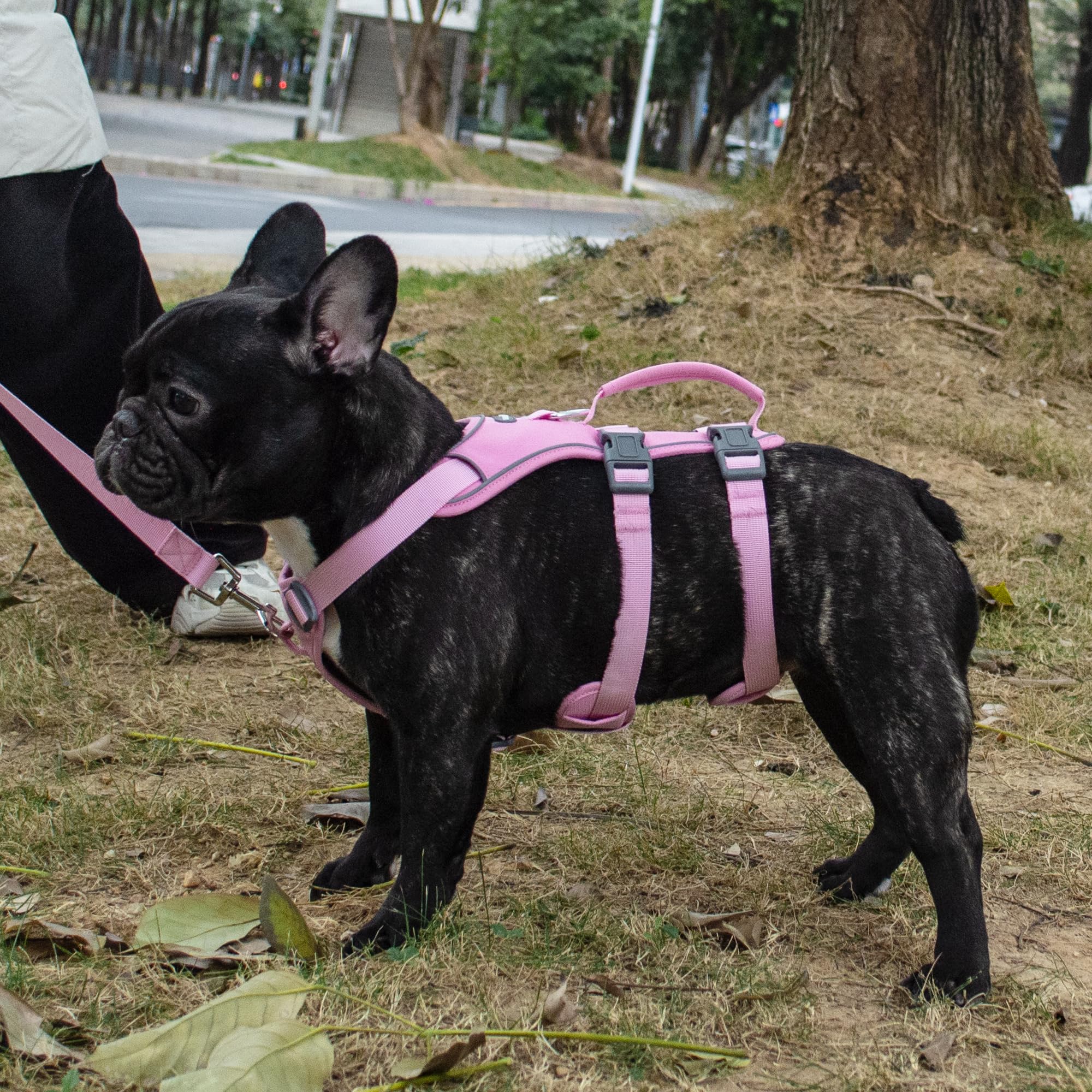 Wuffley set de paseo completo rosa XS para entrenamiento y caminatas diarias.
