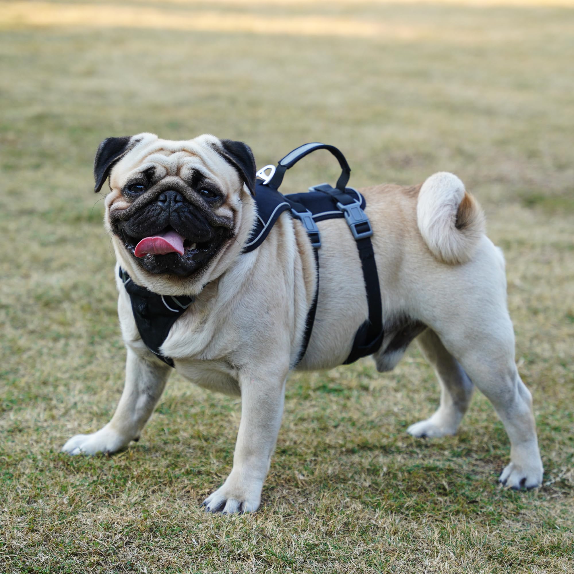 Wuffley soporte adicional para paseos seguros frente a otros perros