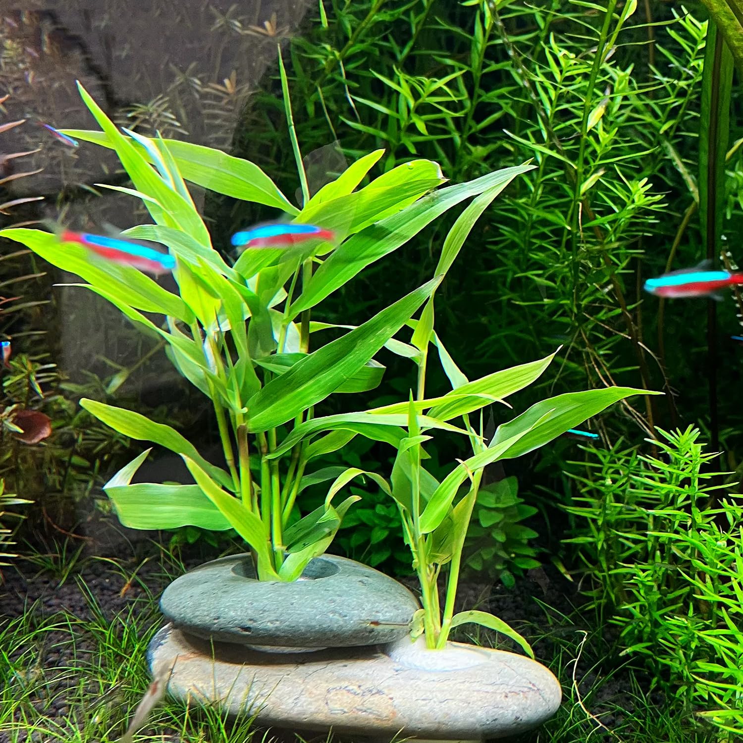 Anclas XIOFU para plantas, agujero ajustable.