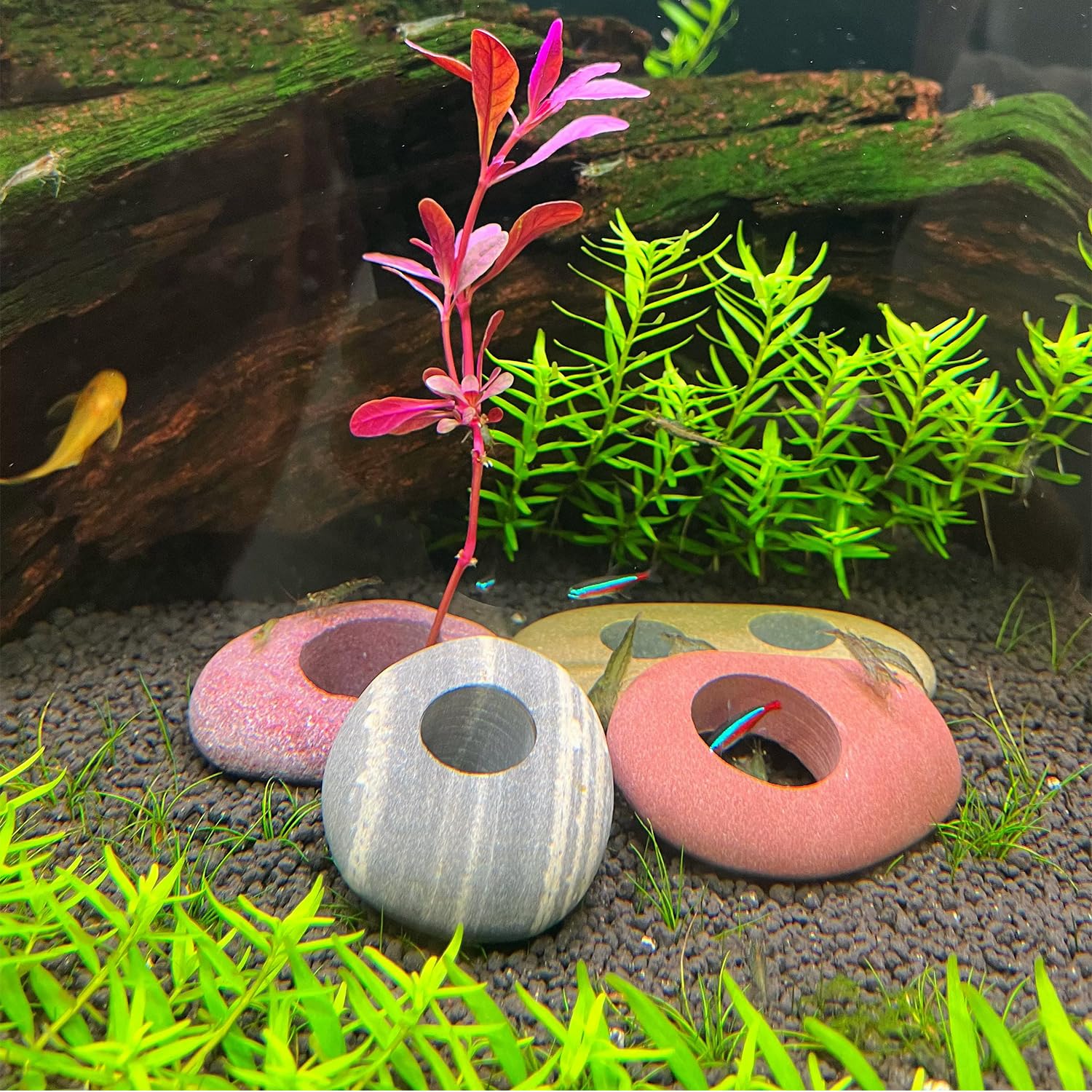 XIOFU facilita el crecimiento de las raíces con un anclaje estable.