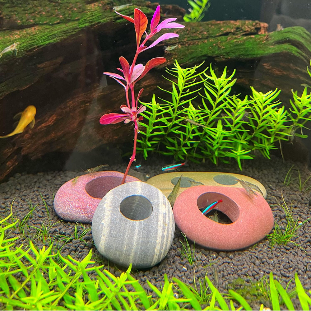 XIOFU facilita el crecimiento de las raíces con un anclaje estable.