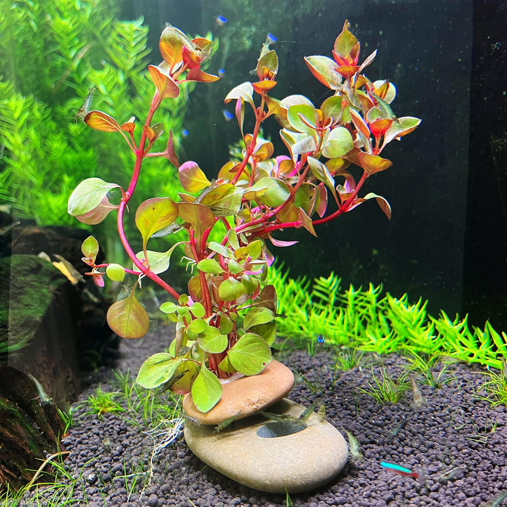 XIOFU mejora la estética del acuario sin peso visible ni piezas metálicas.