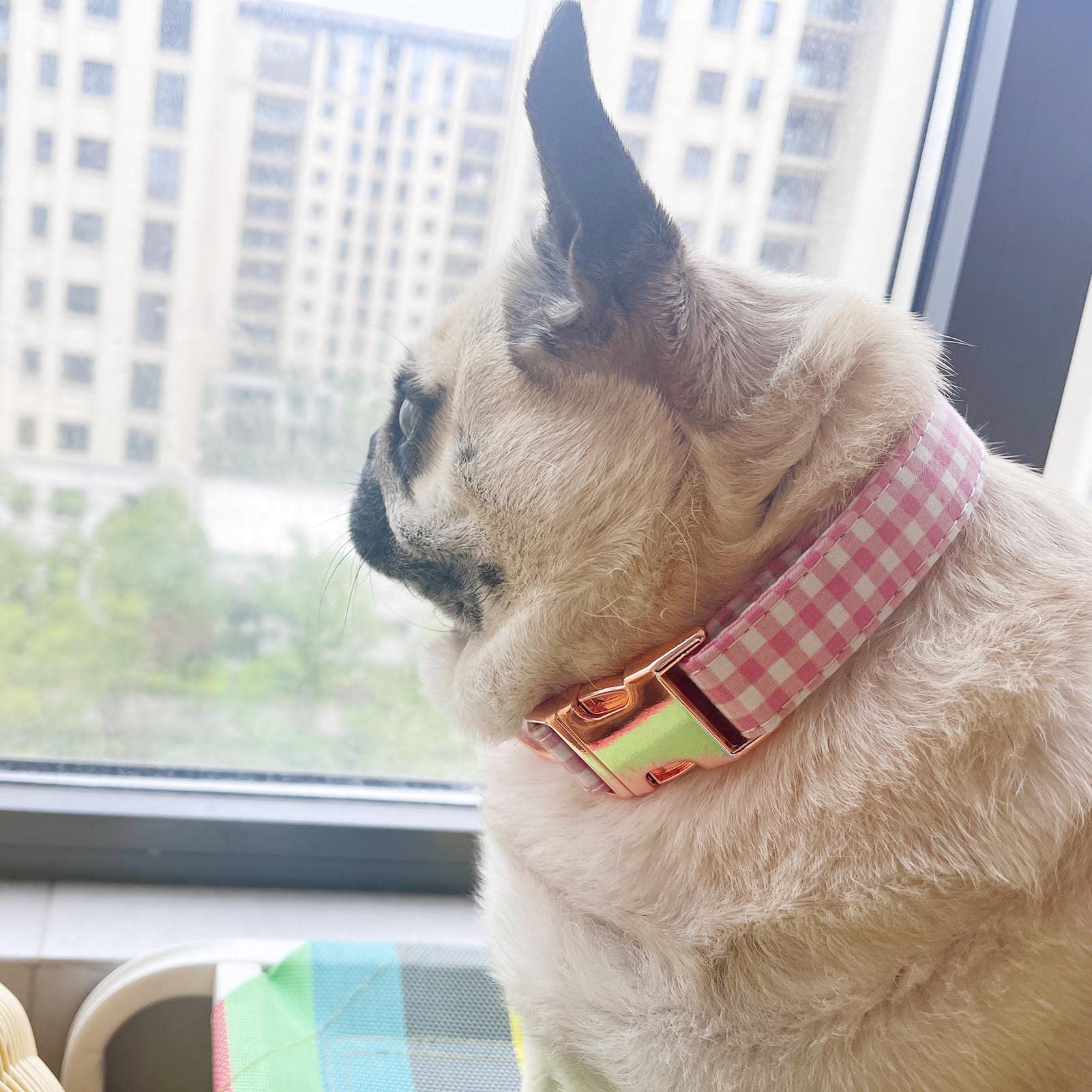XPangle collar con cinta de nylon resistente e interior suave
