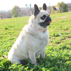 XPangle collar disenio flores fashion para tu mascota con estilo.