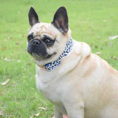 XPangle collar azul leopardo, diseño atractivo para paseos y estilo diario.