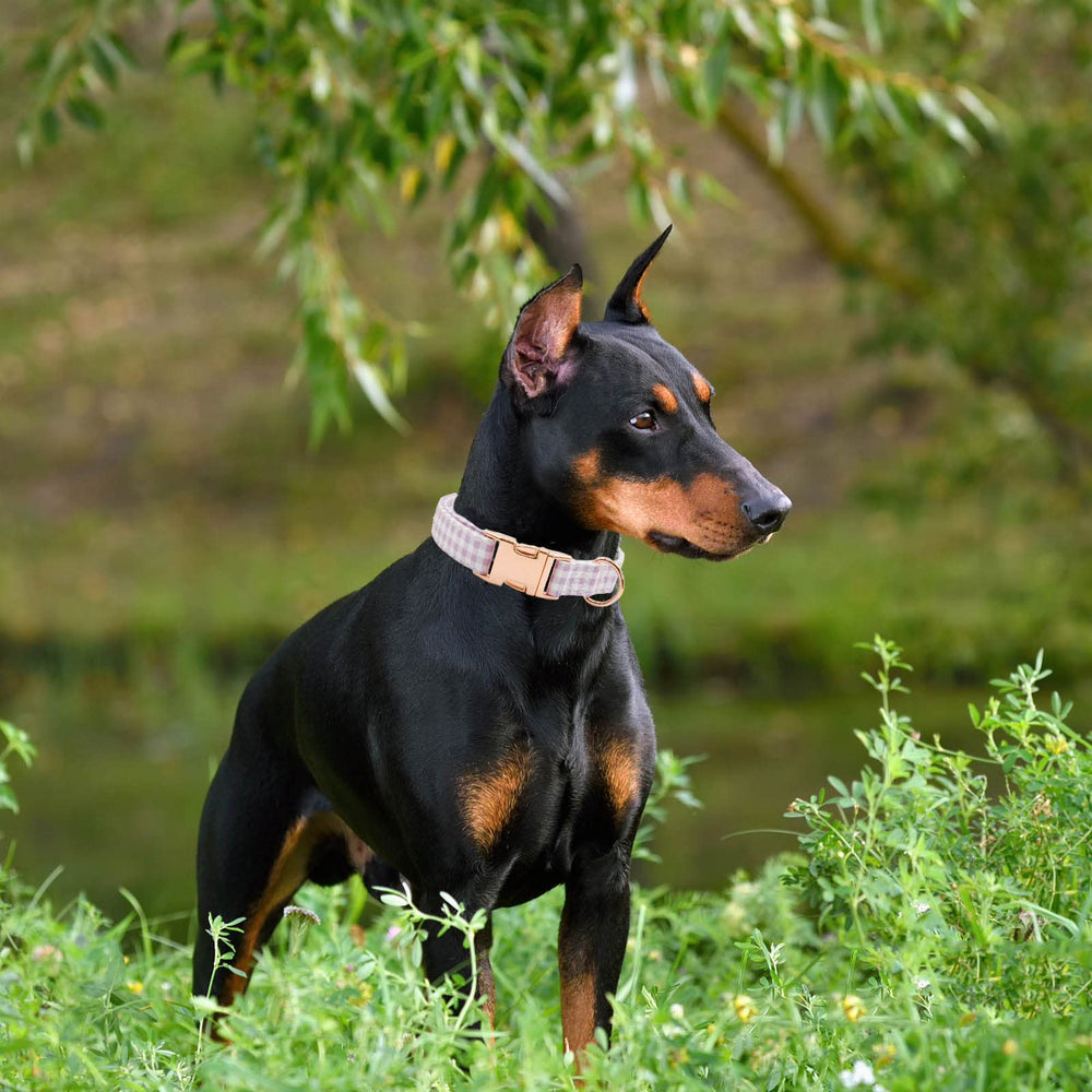 XPangle collar resistente y suave, con cinta de alta densidad para durabilidad.