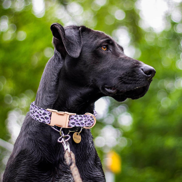 XPangle collar verano con patrón Daisy, ideal para fiestas y salidas.