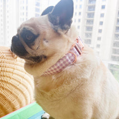 XPangle collar de perro estampado a cuadros morados, talla M, ideal para paseos.