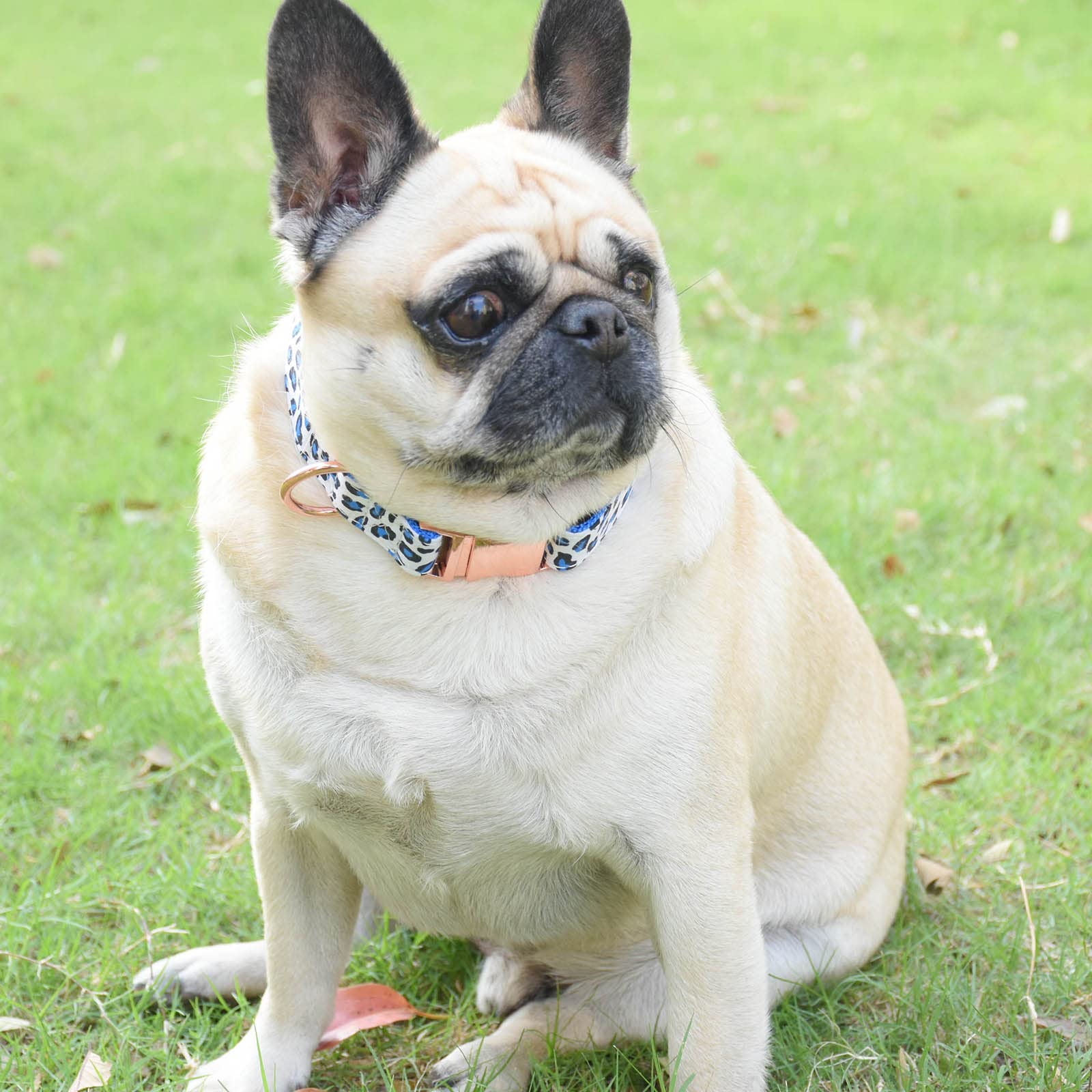 XPangle collar con refuerzo de puntada doble, mayor durabilidad en actividades.