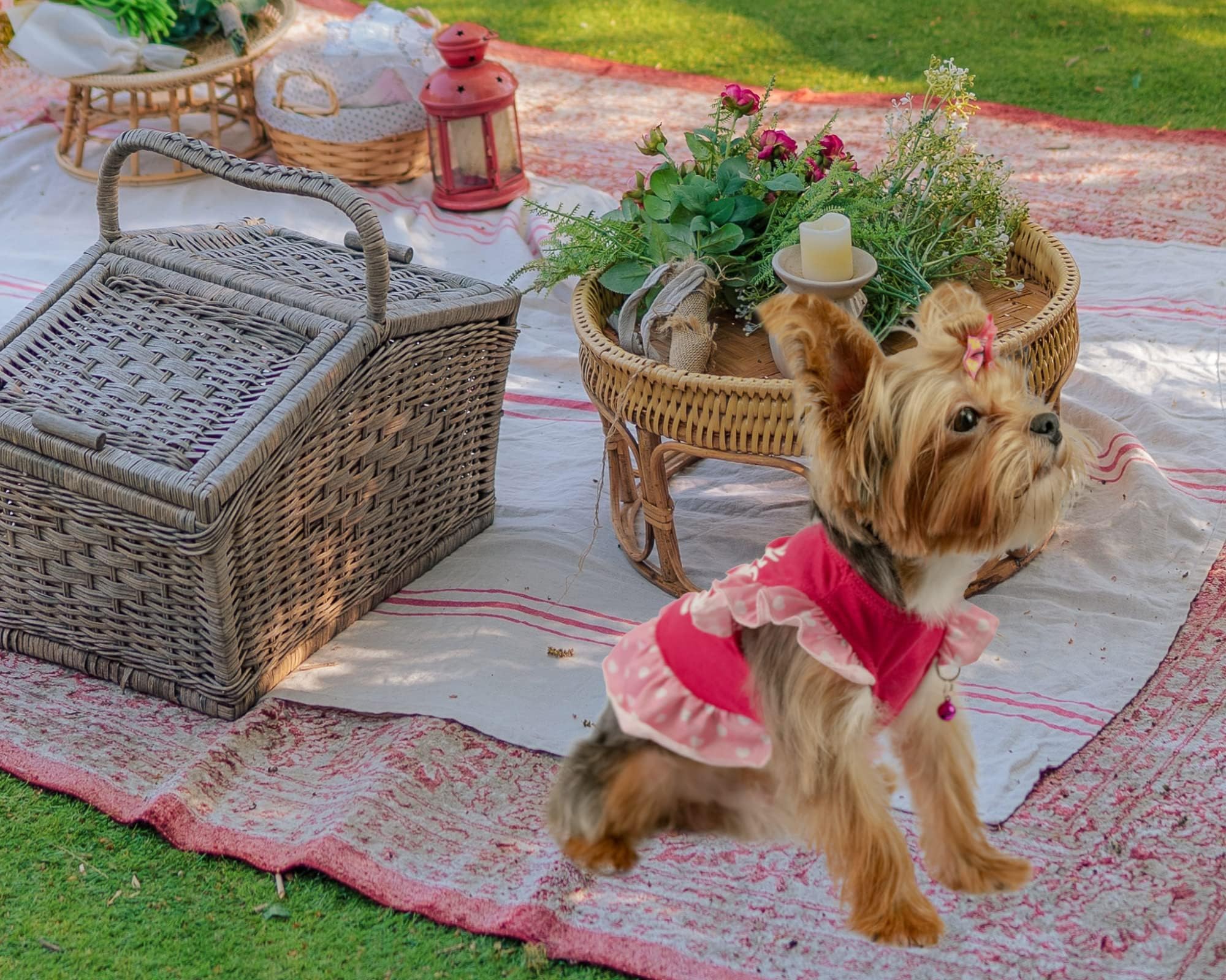 XPUDAC pack de 4 vestidos para mascotas pequeñas, opción práctica para cambios diarios