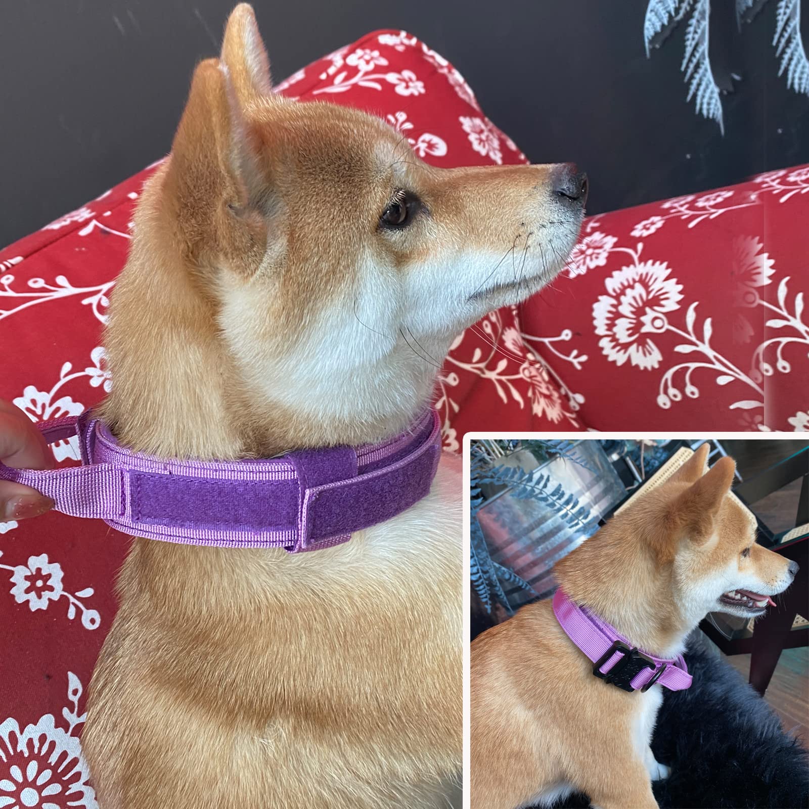 Xqpetlihai collar morado ideal para perros robustos y confortables.