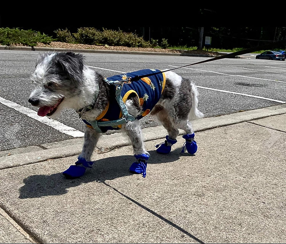 Botas YAODHAOD para patas de perro, suela antideslizante para interiores