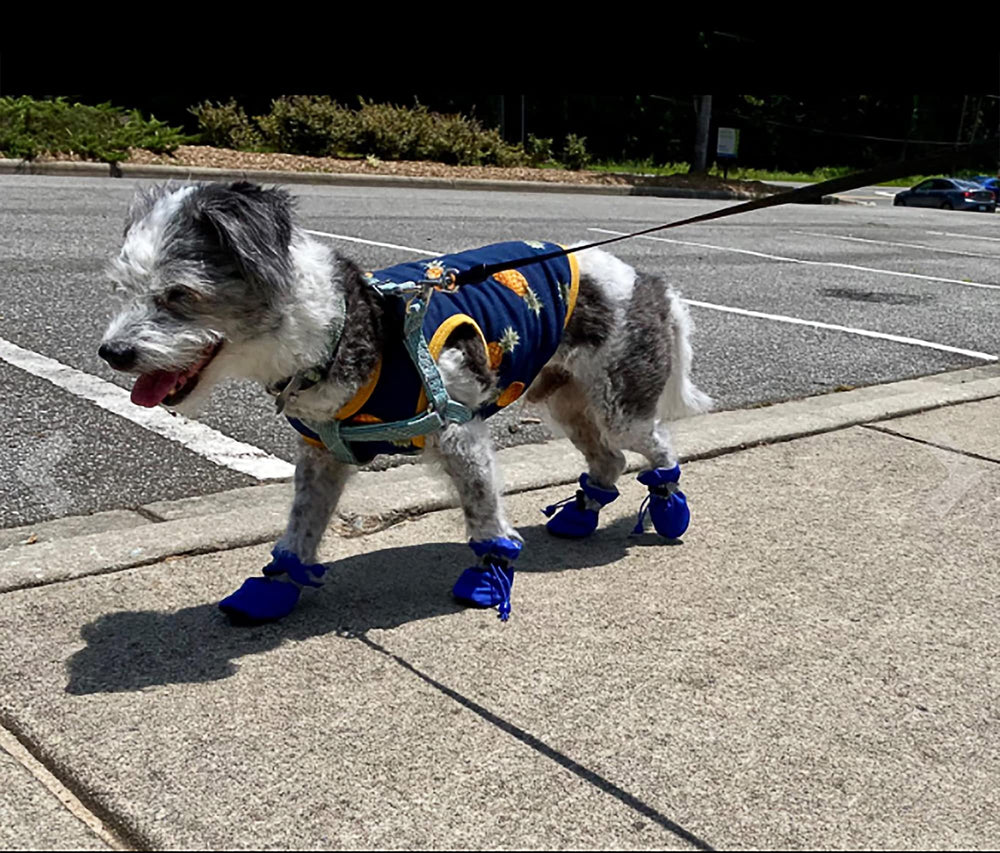 YAODHAOD bota-perro pequeño azul: suela anti deslizante para pisos lisos.
