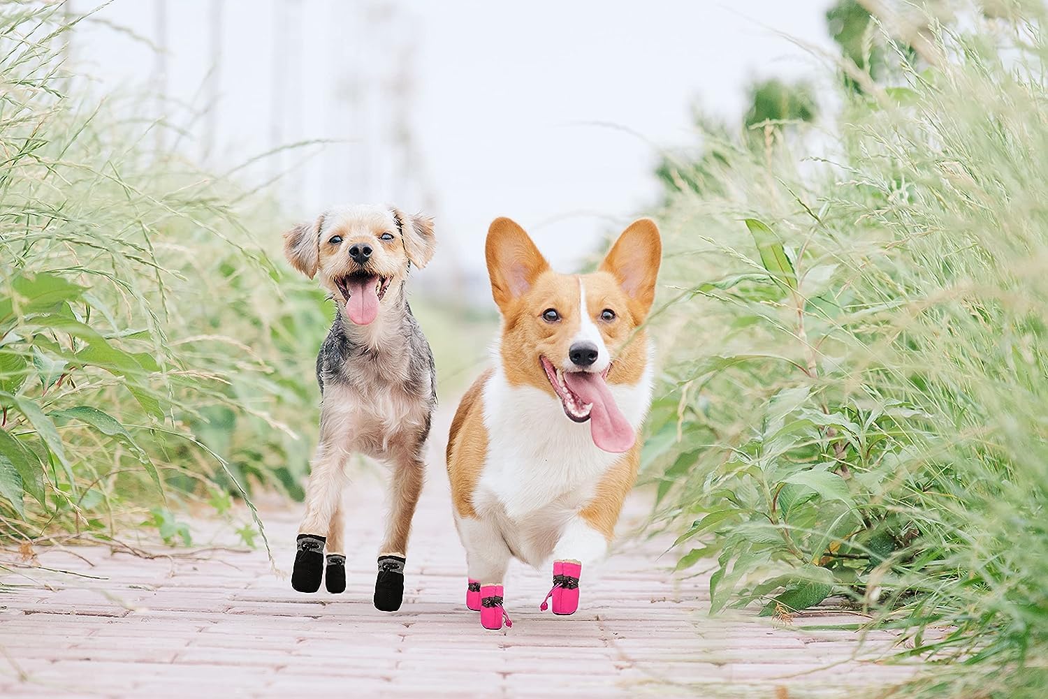 Uso en interiores con protección ligera para patitas de perro.