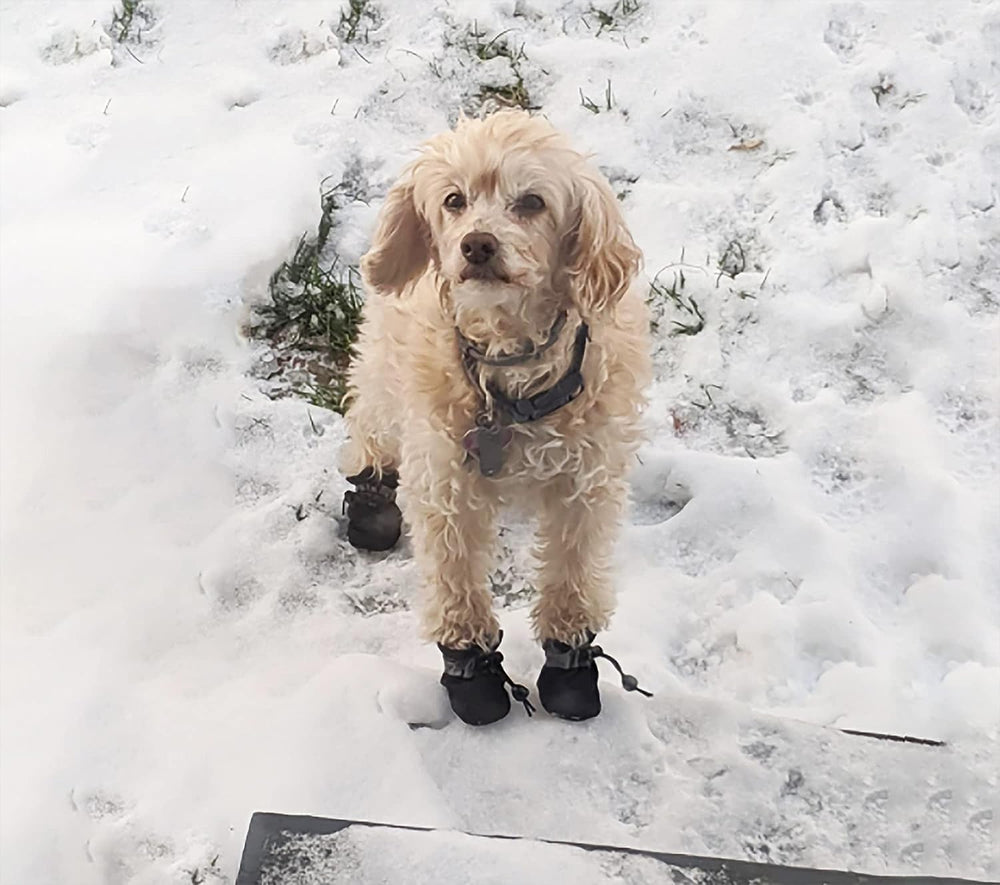 YAODHAOD zapatos para perro tamaño 5, patas protegidas en interior para evitar rasguños.
