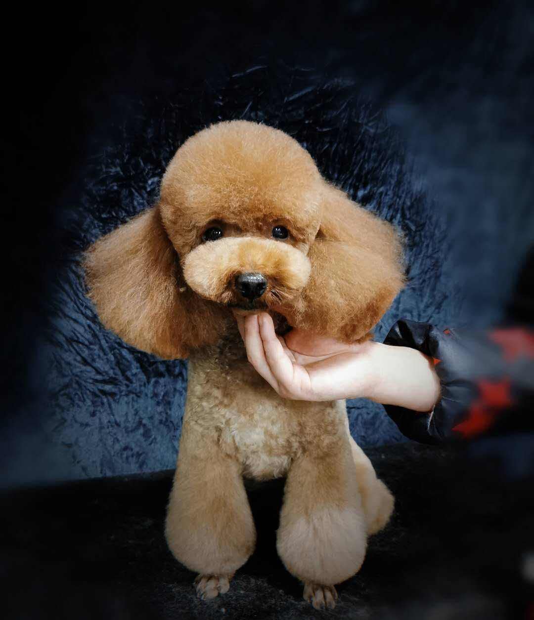Yeahbudddy diseño moderno y profesional que inspira confianza al grooming canino.