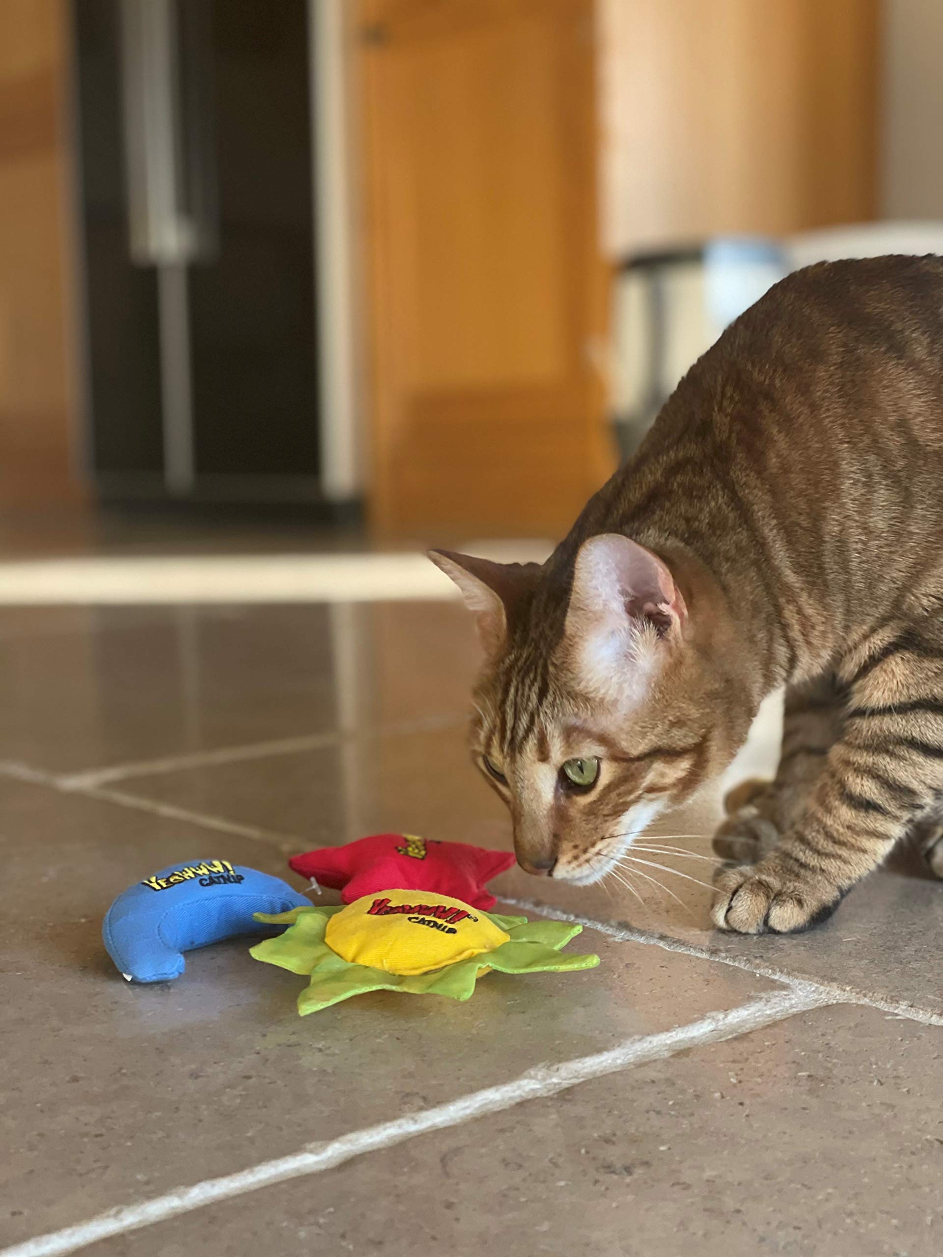YEOWWW Gato jugando con catnip, demuestra durabilidad y diversión segura