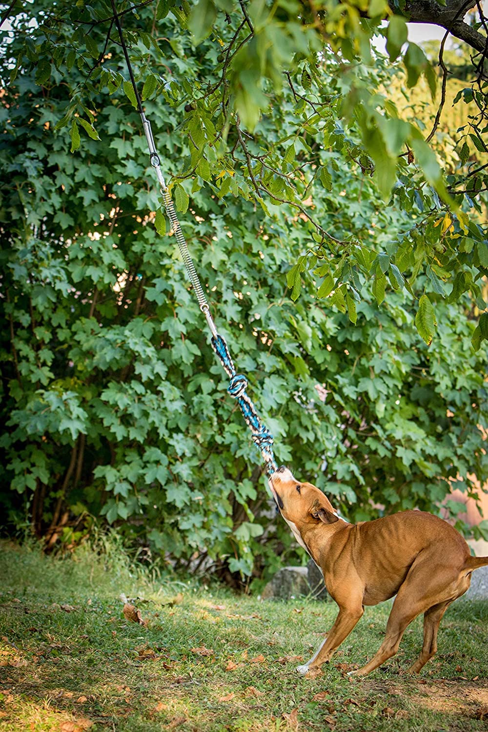 YES4QUALITY Juego de entrenamiento para perros en interior y exterior