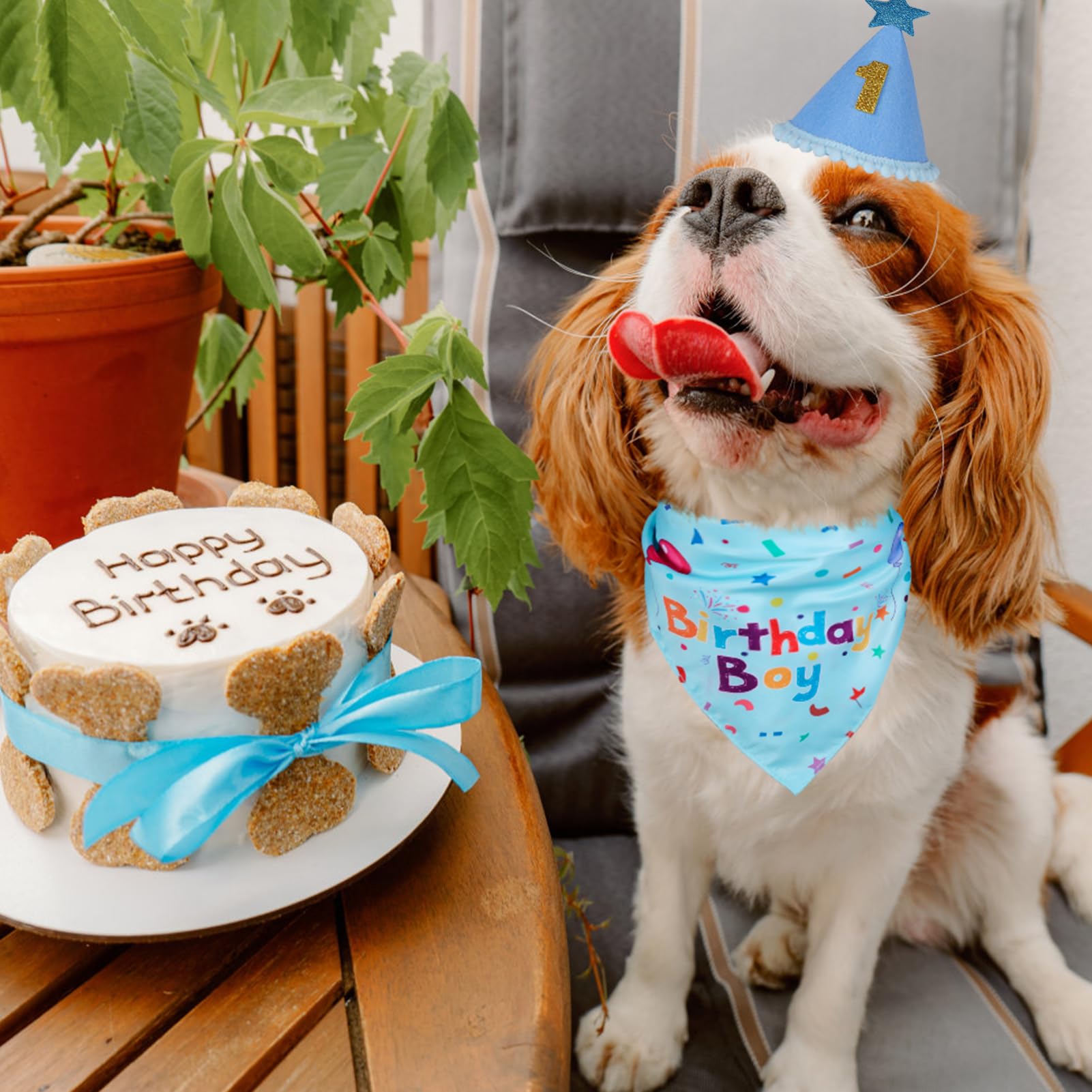 Momentos festivos con Yicostar: look completo para cachorro en cumpleaños.