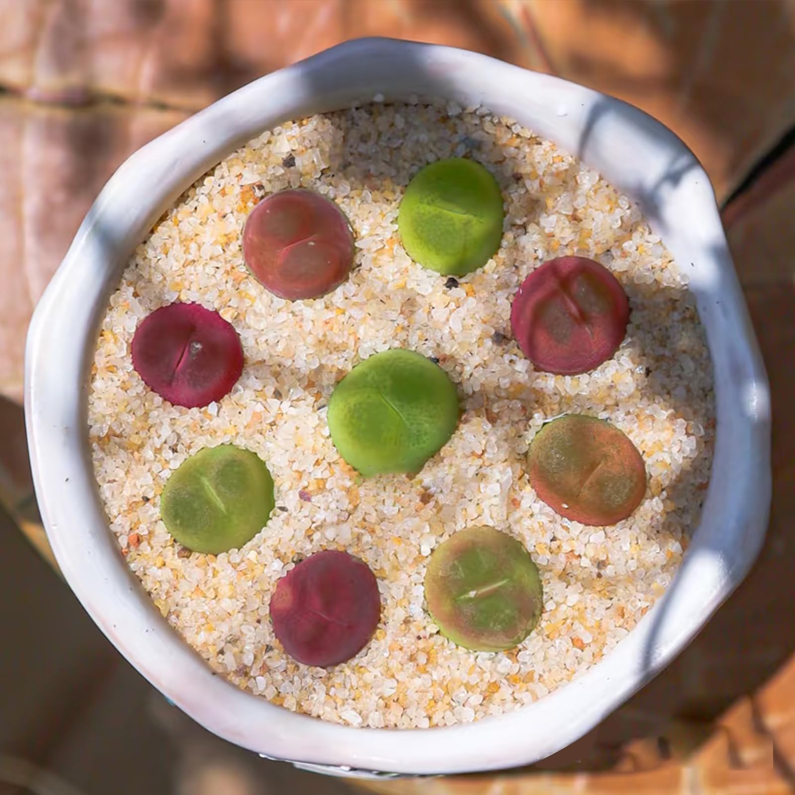 YISZM sustrato para plantas acuáticas, favorece raíces firmes y crecimiento saludable.
