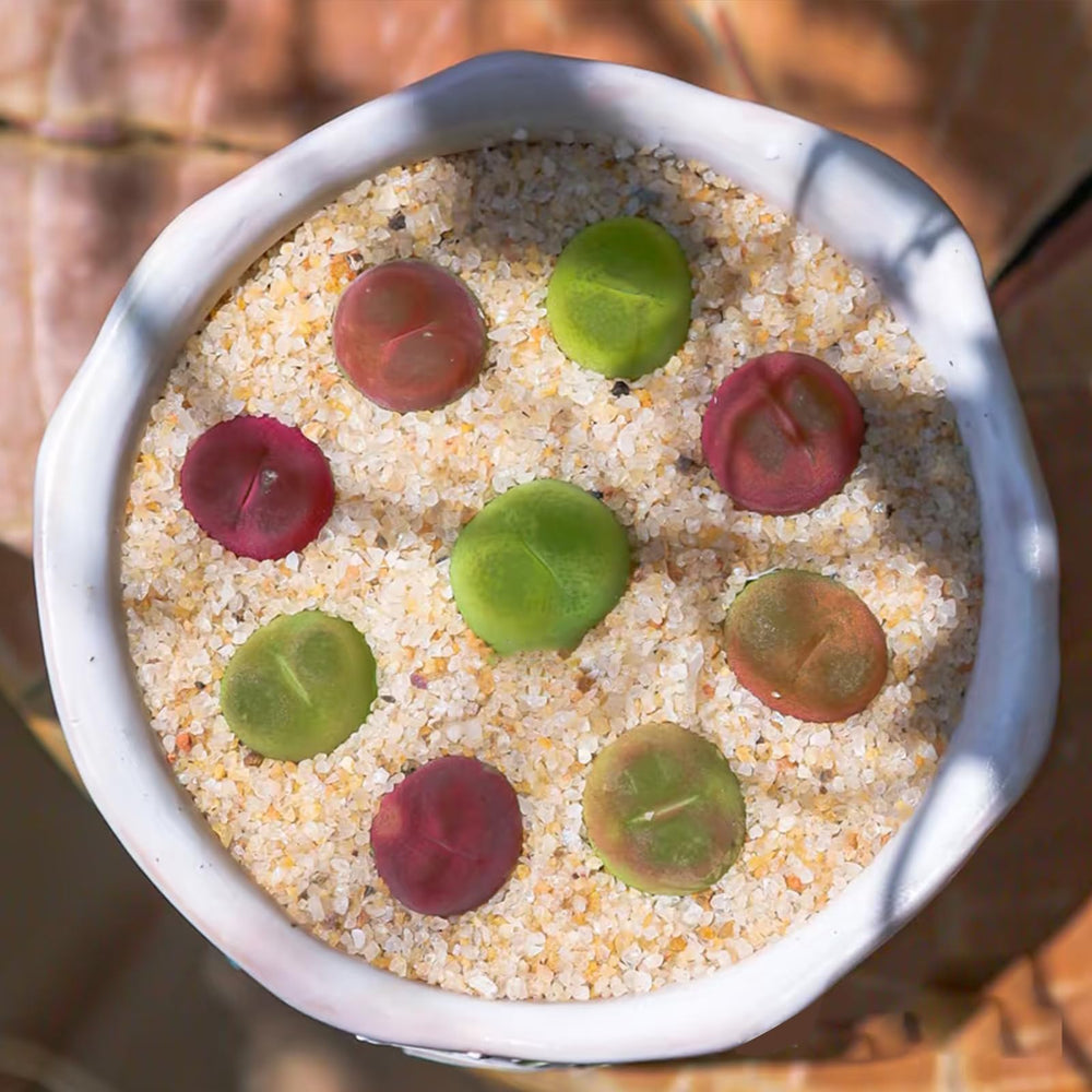 YISZM sustrato para plantas acuáticas, favorece raíces firmes y crecimiento saludable.