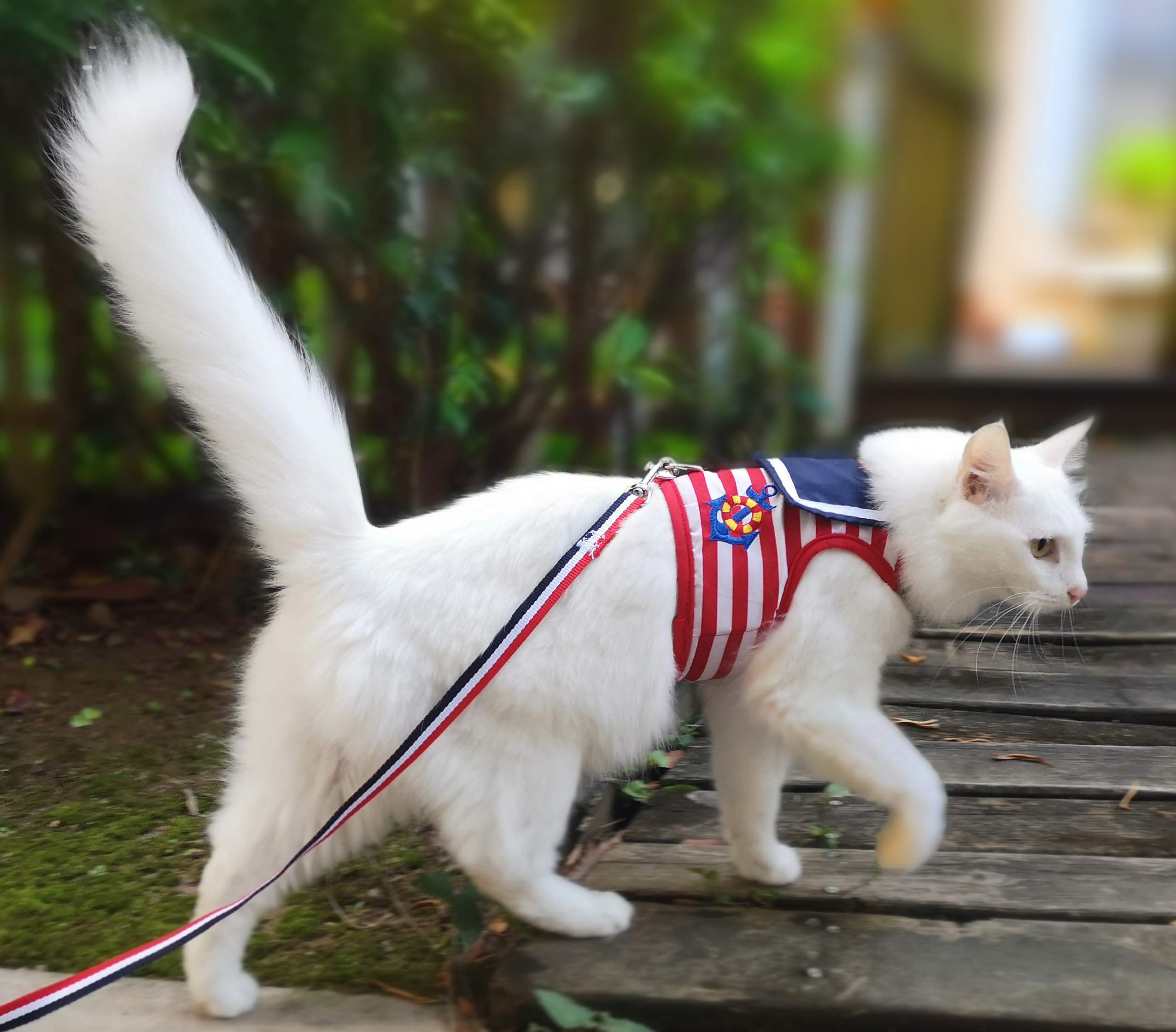 Recursos en video de entrenamiento con correa de gatos