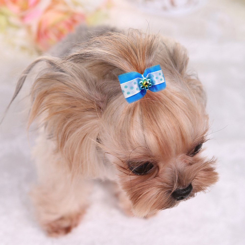 YOY lazo para mascotas, ideal para eventos especiales como desfiles.