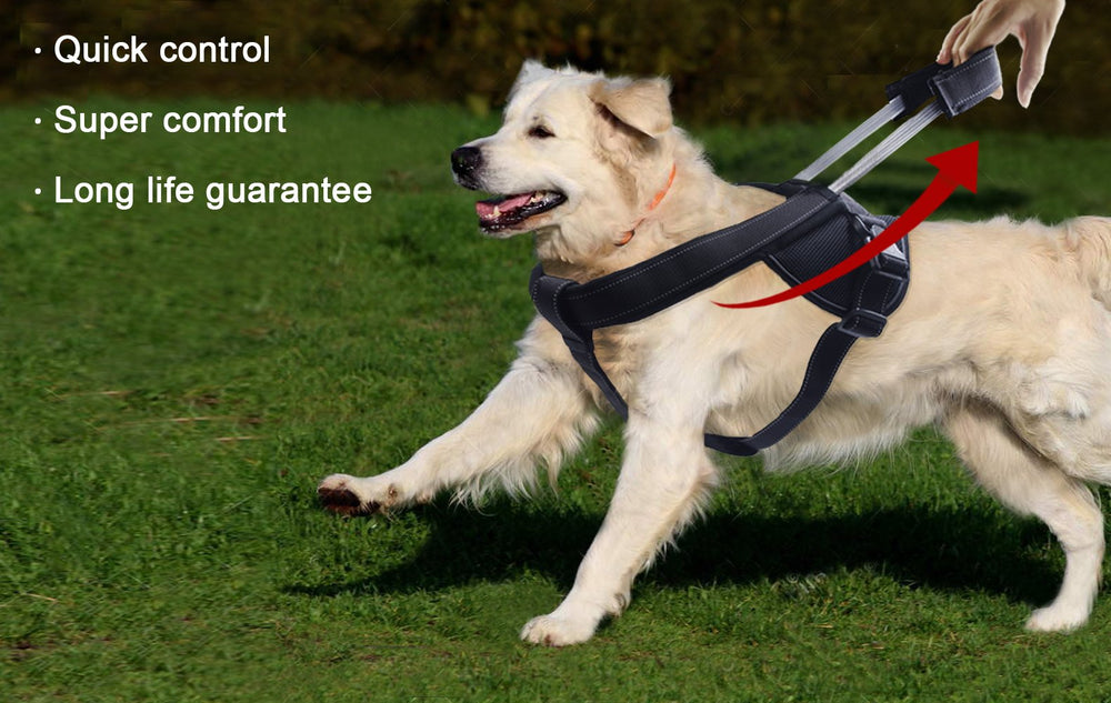 YOOGAO Pet arnés para paseos urbanos con seguridad en la ciudad