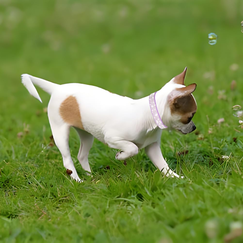 YOUALSO collar, detalle de hebilla ajustable para un ajuste seguro