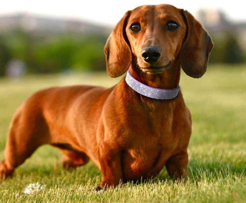 Hebilla de ajuste seguro en collar YOUALSO XXS para ajuste cómodo