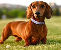Hebilla de ajuste seguro en collar YOUALSO XXS para ajuste cómodo