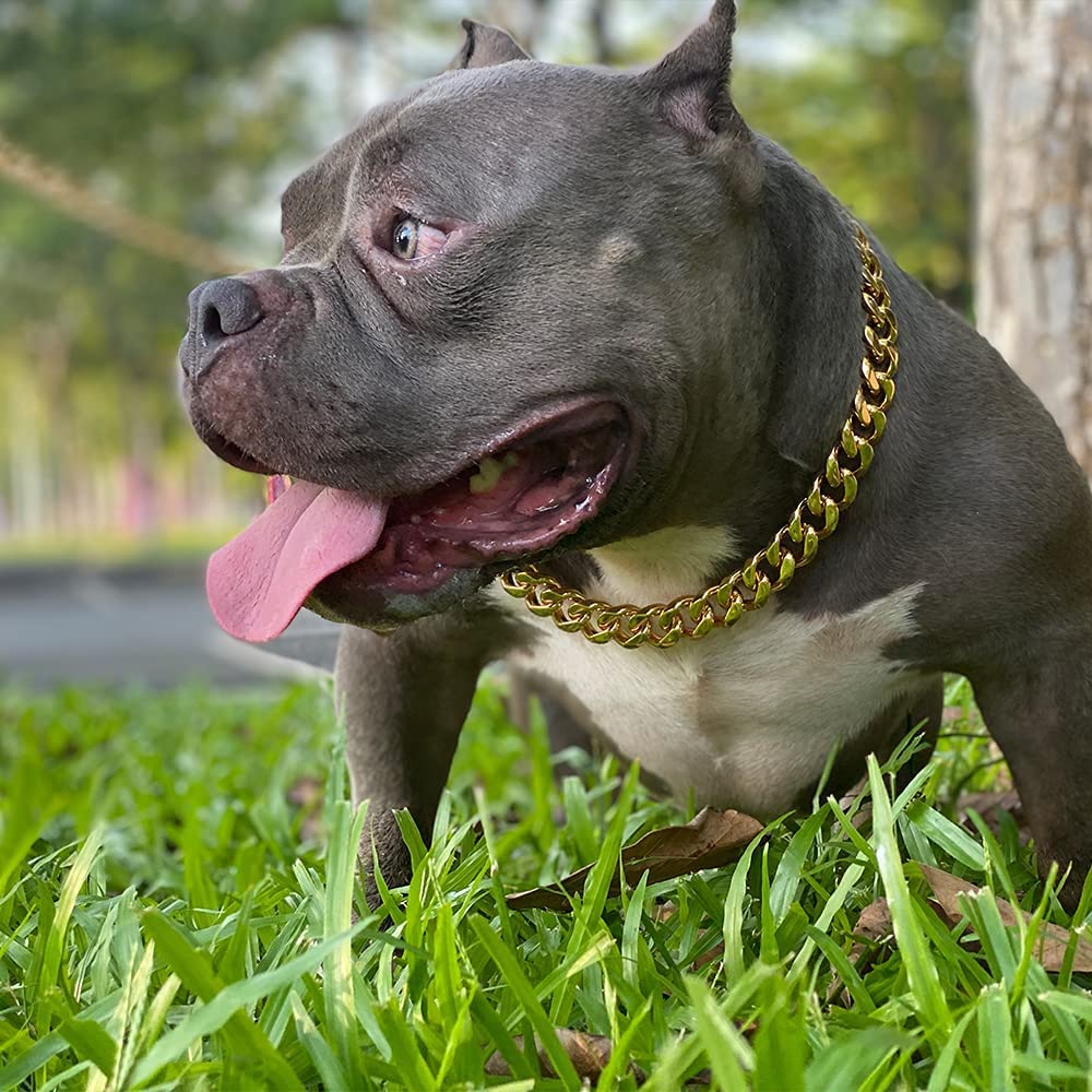 Acabado dorado moderno de Yowity realza la apariencia de tu perro.