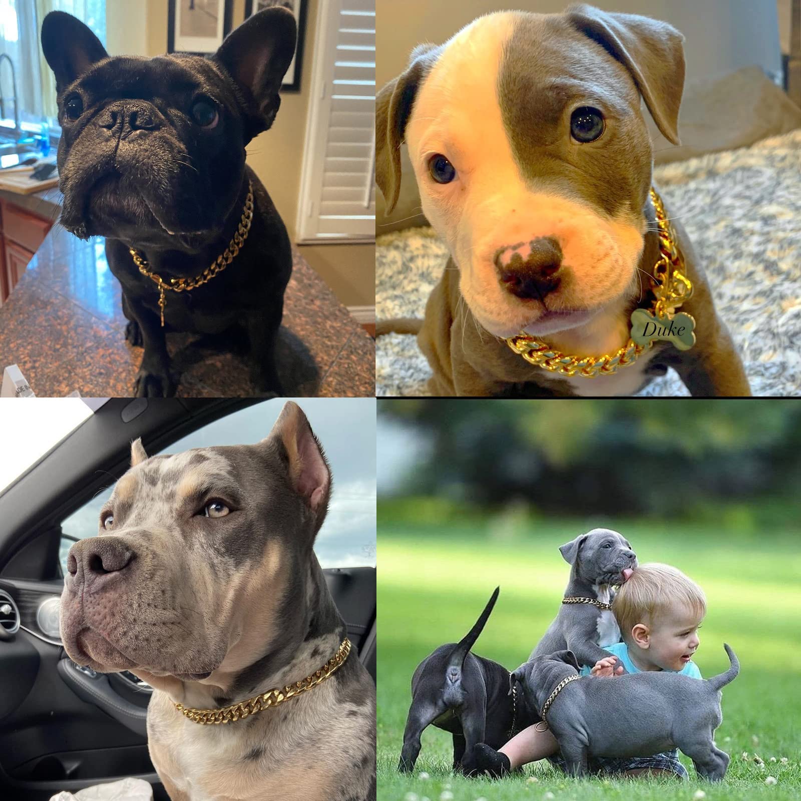 Collar de paseo Yowity 14 mm, estilo cubano para perros pequeños.