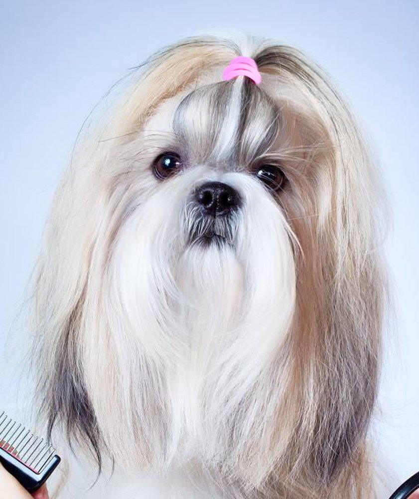 YOY banditas elasticas para perros, perfectas para colas y rizos definidos